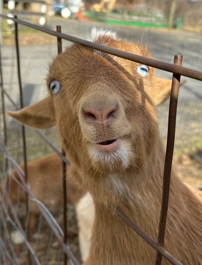 Goat Derp