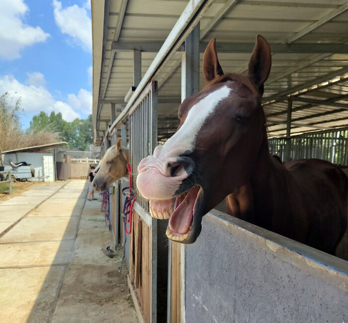 Find Yourself Someone Who Laughs At Your Jokes Like This Horse Laughs At Mine