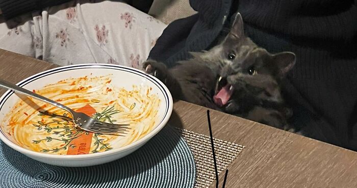 Whyyy Did You Have To Eat All The Pasta?! 🍝