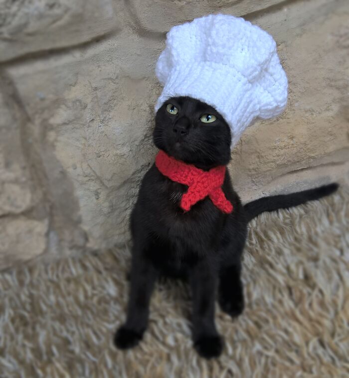 Cute black cat wearing a knitted chef hat and red scarf, embodying funny stuff with cats.