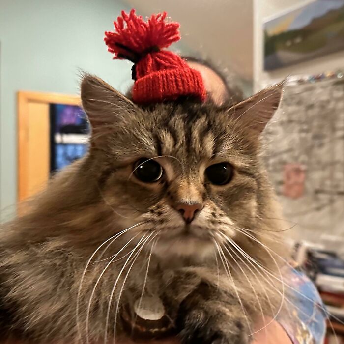 A fluffy cat with a small red knit hat perched on its head, embodying funny stuff on cats.