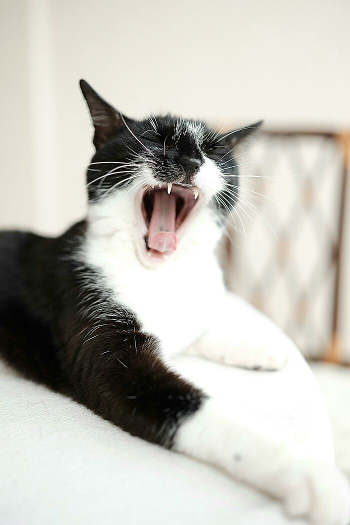 Black and white cat yawning broadly, highlighting quirky moments.