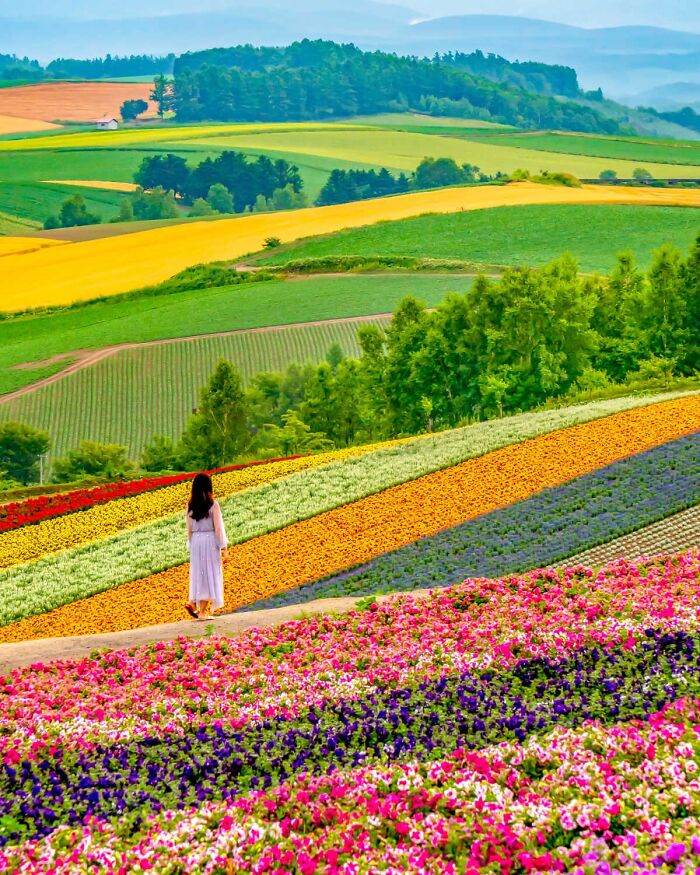 Alfombra de flores, Shikisai No Oka In Biei, Hokkaido