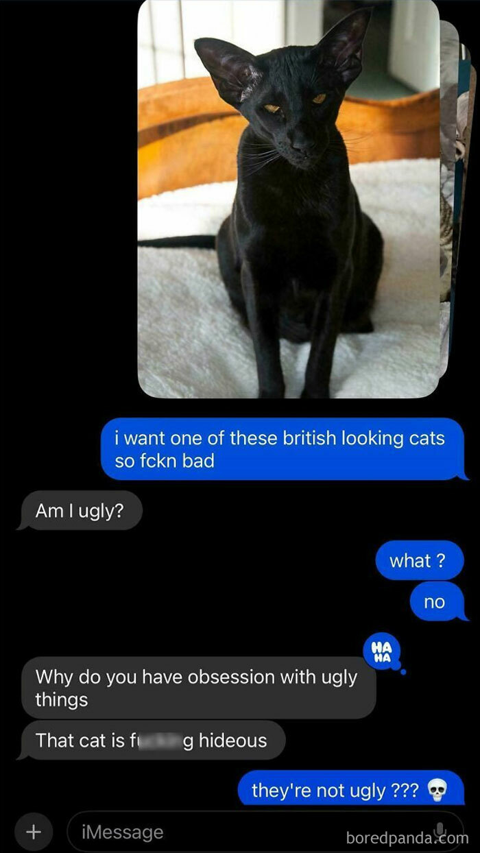 Black cat with large ears in a humorous text conversation discussing its unique appearance; Best-Texts-Of-2024.