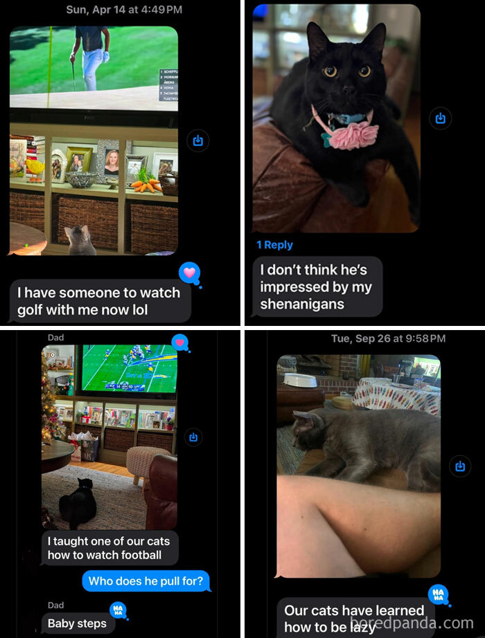 Funny cat text messages discussing watching sports and being lazy; highlights from best texts of 2024.