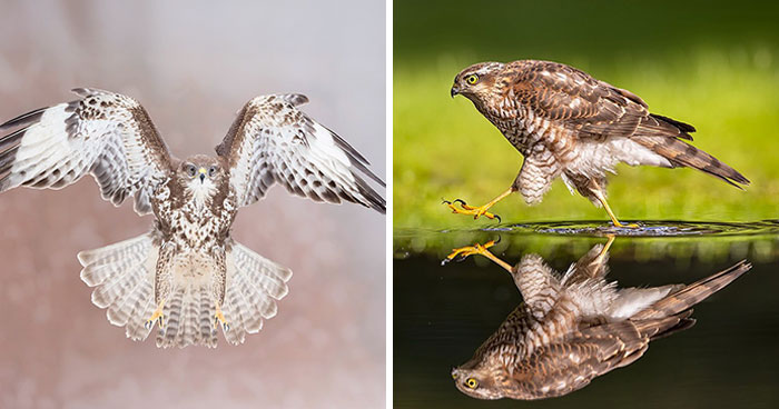 Photographer Captured 30 Shots Showcasing The Elegance Of Birds