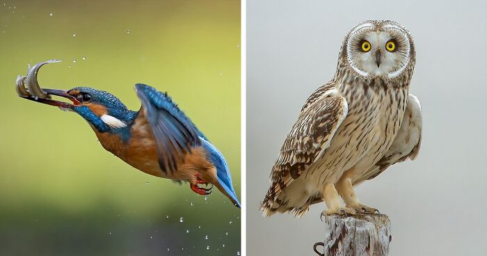 This Belgian Photographer Reveals The Magic Of Birds (30 Pics)