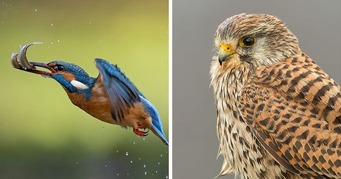 This Photographer Captures The Beauty Of Wild Birds (30 Pics)