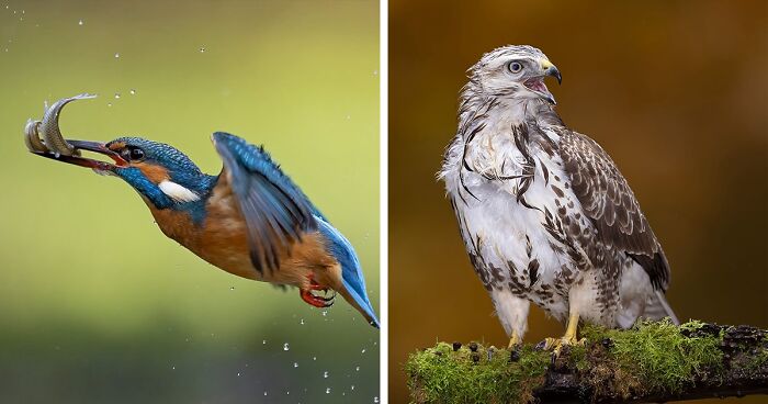 Photographer Captured 30 Shots Showcasing The Elegance Of Birds