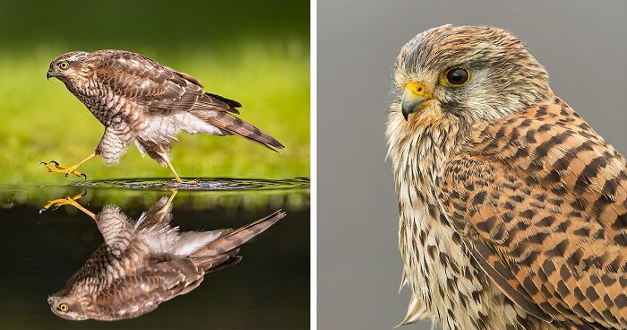 30 Photos Of Wild Birds Captured Through The Lens Of Raf Raeymaekers