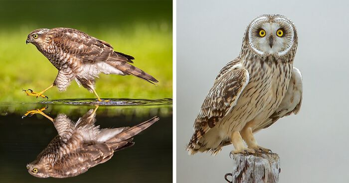 30 Photos Showcasing The Elegance And Power Of Birds, By This Belgian Photographer