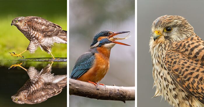 A Glimpse Into The Lives Of Birds: 30 Stunning Photographs By Raf Raeymaekers