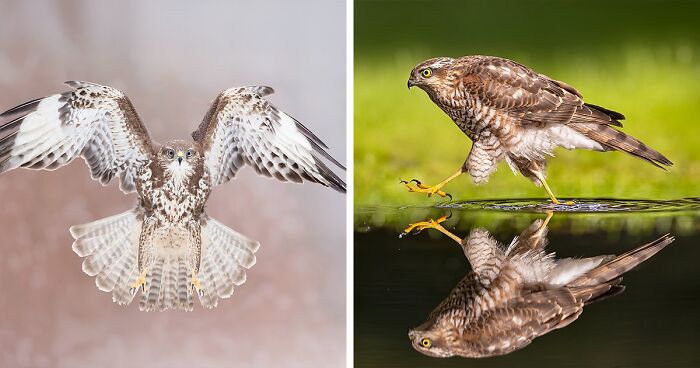 30 Bird Photos By Raf Raeymaekers That Showcase Nature’s Hidden Beauty