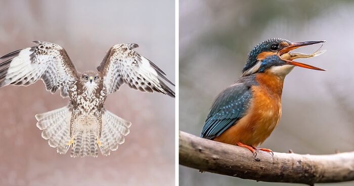 This Photographer Captures Birds In Stunning Detail, And Here Are His 30 Best Shots