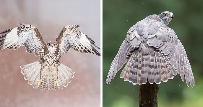 Photographer Captured 30 Shots Showcasing The Elegance Of Birds