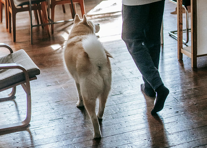 Person walking with a dog on wooden floor in someone else's home.