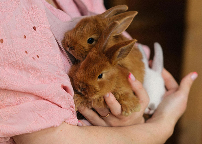 Two fluffy rabbits cradled in arms at someone's home.