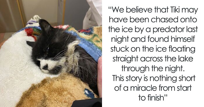 20YO Blind Cat Found Stuck On Ice Chunk In Lake, Community Pulls Off A Miraculous Rescue