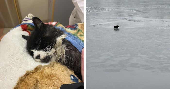 This 20 YO Blind Cat Used One Of His 9 Lives When He Was Rescued From The Middle Of A Frozen Lake