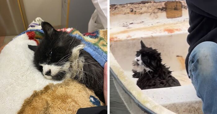 Tiki, A 20 YO Blind Cat, Goes Viral Online After Locals Save Him From Drowning In A Freezing Lake