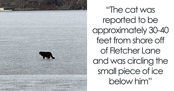 People Online Are Joyous After 20 YO Blind Cat Who Got Stuck On Ice Chunk In A Lake Gets Rescued