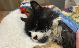 20YO Blind Cat Found Stuck On Ice Chunk In Lake, Community Pulls Off A Miraculous Rescue