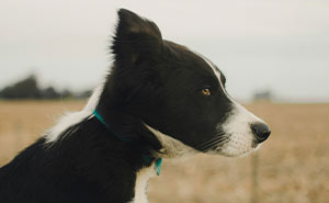 Woman Upset About BF’s Tribute To His Late Dog As It Would Ruin Their Apartment Esthetic