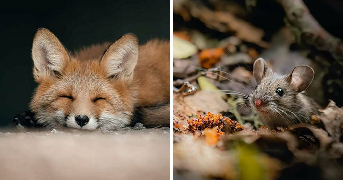 40 Stunning Close-Up Images Of Wildlife Taken By This Finnish Photographer