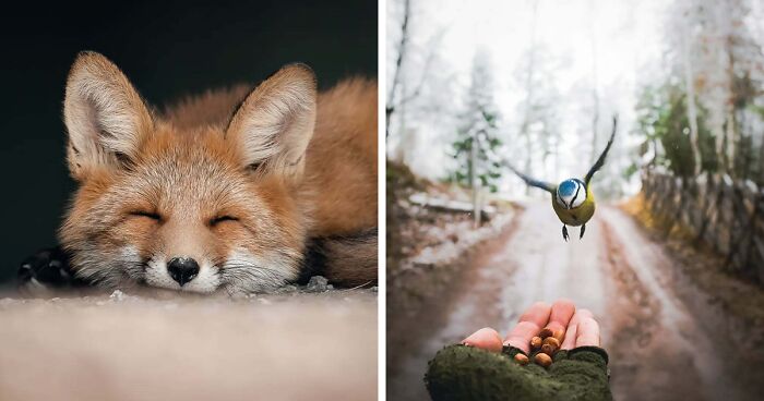 Wildlife From Up Close: 40 Stunning Photos By A Finnish Photographer