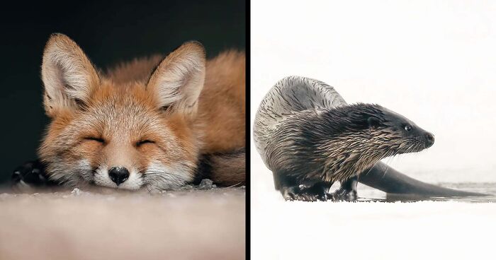 40 Close-Up Wildlife Images That Reveal Nature’s Beauty, Taken By This Finnish Photographer