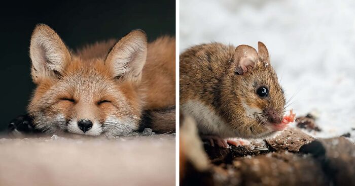 Intimate Close-Ups Of Wildlife: 40 Photos Taken By This Finnish Photographer