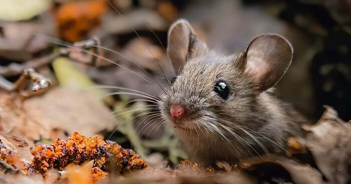 Breathtaking Close-Up Wildlife Photography By Ian Granström (40 Pics)