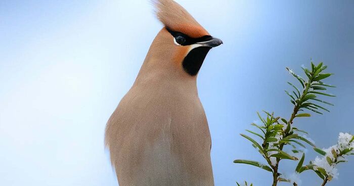 40 Close-Up Wildlife Images That Reveal Nature’s Beauty, Taken By This Finnish Photographer