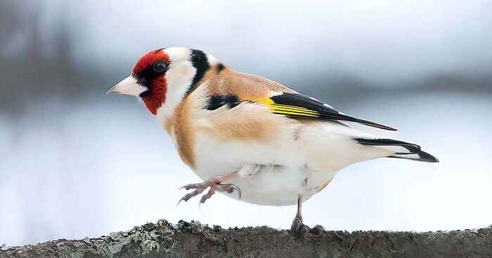 40 Incredible Close-Up Shots Of Wildlife Captured By This Finnish Photographer