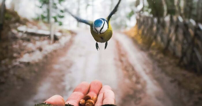 40 Fascinating Photos Bringing You Closer To Wildlife, Taken By This Finnish Photographer