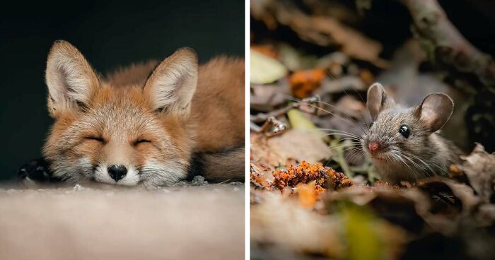 40 Stunning Close-Up Images Of Wildlife Taken By This Finnish Photographer