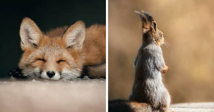 40 Stunning Close-Up Images Of Wildlife Taken By This Finnish Photographer