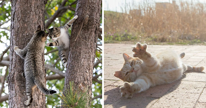 Documenting The Lives Of Tokyo’s Stray Cats: 41 New Photos From Masayuki Oki