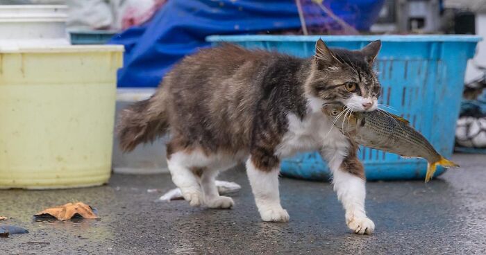 Masayuki Oki’s Photos Of Charming Japanese Stray Cats (41 New Pics)