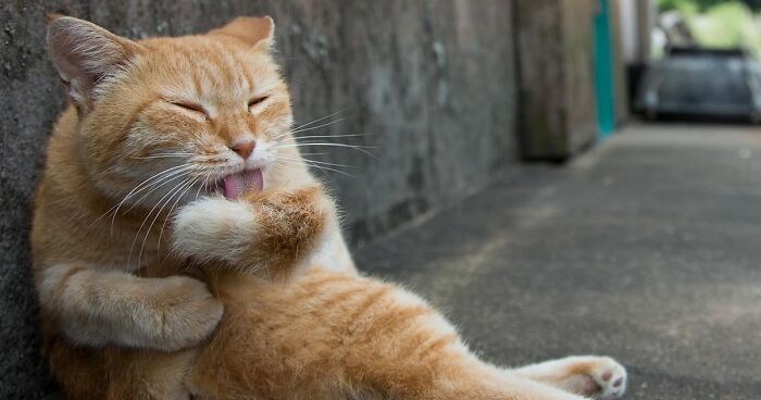 Japanese Photographer Documents The Unique Personalities Of Stray Cats (41 New Pics)