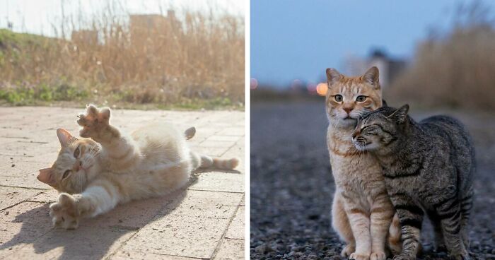 Documenting The Lives Of Tokyo’s Stray Cats: 41 New Photos From Masayuki Oki