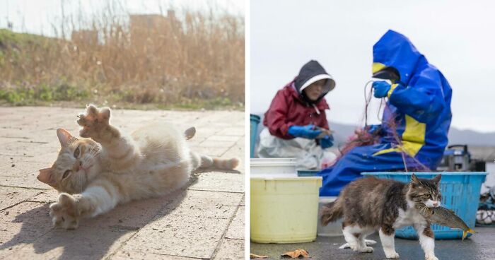 Celebrating The Quirky And Playful Side Of Cats: 41 Photos By Masayuki Oki (New Pics)