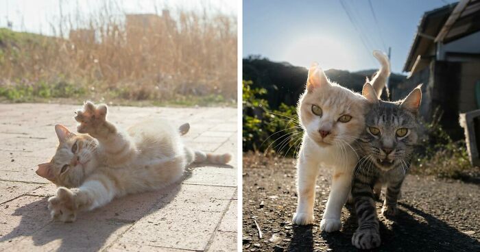 Japanese Photographer Shares A Cat Picture A Day, And His Collection Is Extremely Cute (41 New Pics)