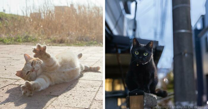 41 Pictures Of Unique Personalities Of Stray Cats As Captured By This Japanese Photographer (New Pics)