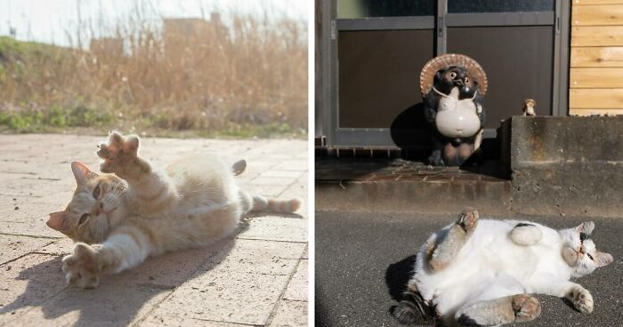 Japanese Photographer Documents The Many Faces Of Stray Cats (41 New Pics)