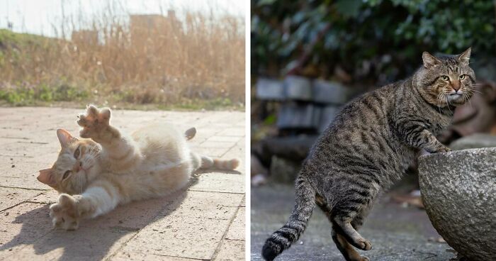 41 Hilariously Adorable Pictures Of Stray Cats Of Tokyo By Masayuki Oki (New Pics)