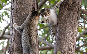 41 Entertaining Cat Pictures Captured By Masayuki Oki (New Pics)