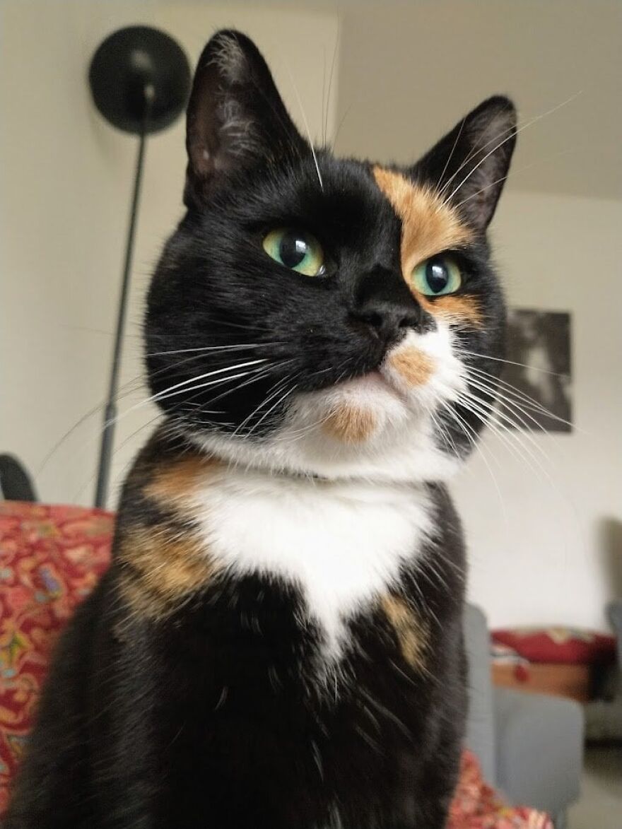 Calico cat posing elegantly in a cozy room, embodying cat supermodel qualities.