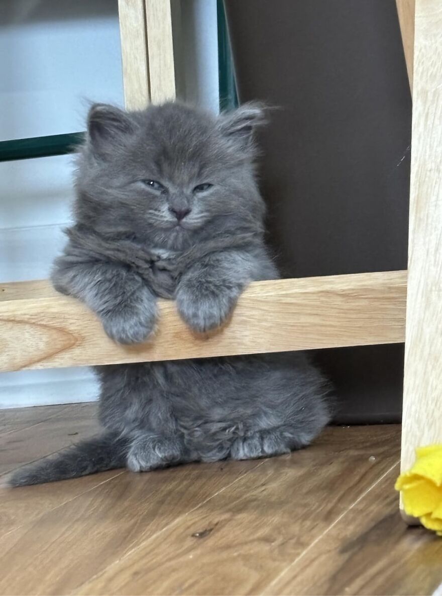 Fluffy gray kitten posing playfully between wooden bars, embodying the essence of cat supermodels.