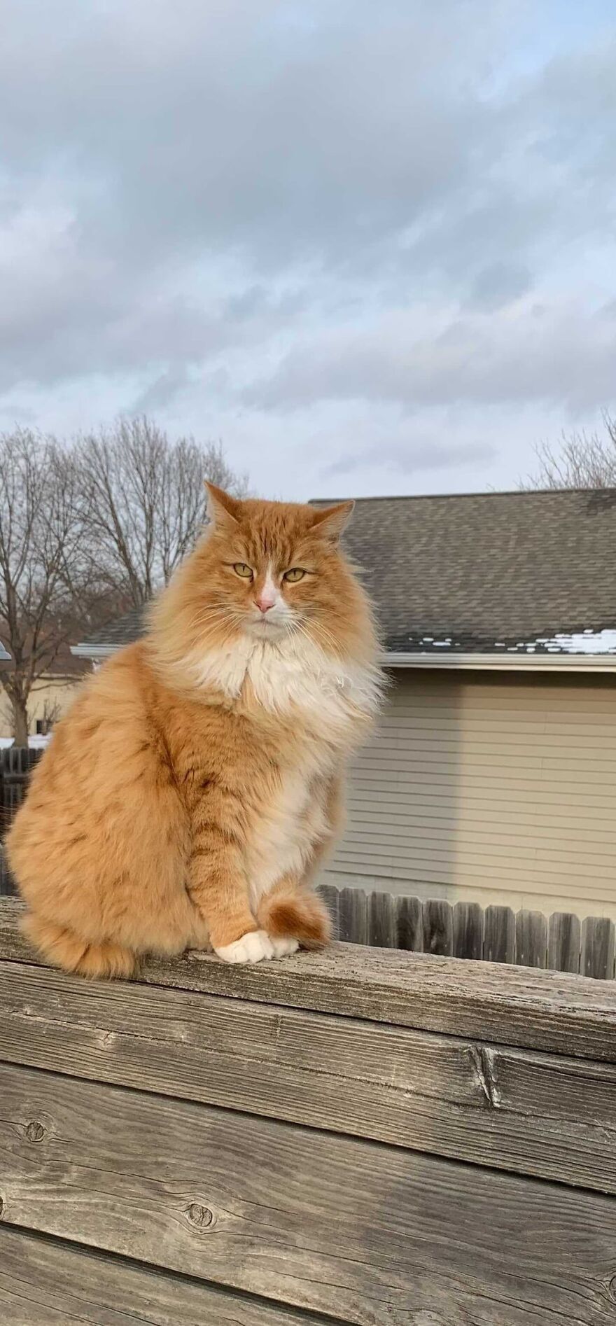 Fluffy ginger cat posing majestically on a wooden fence, embodying super model grace against a suburban background.